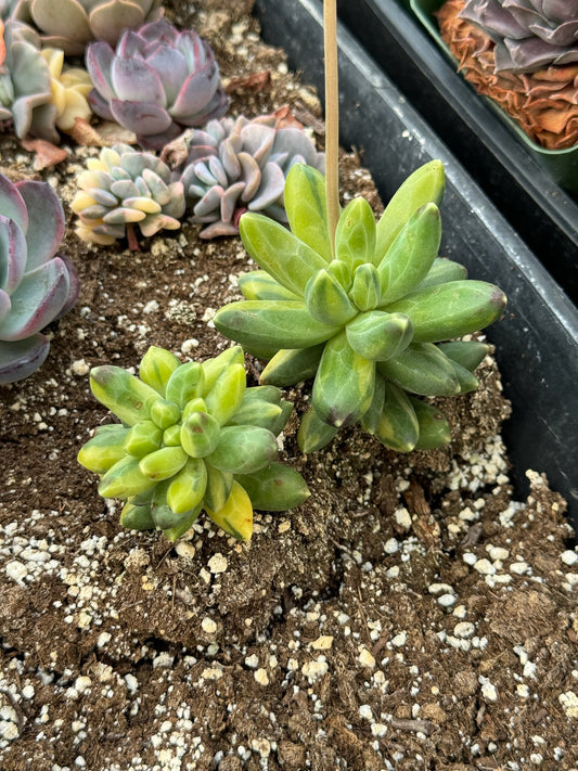 Pachyphytum compactum variegado chico