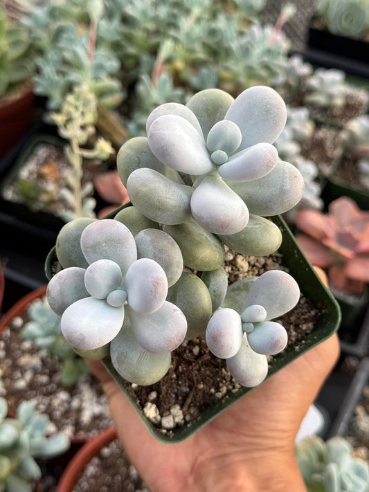 Pachyphytum oviferum ‘moonstone’ cluster