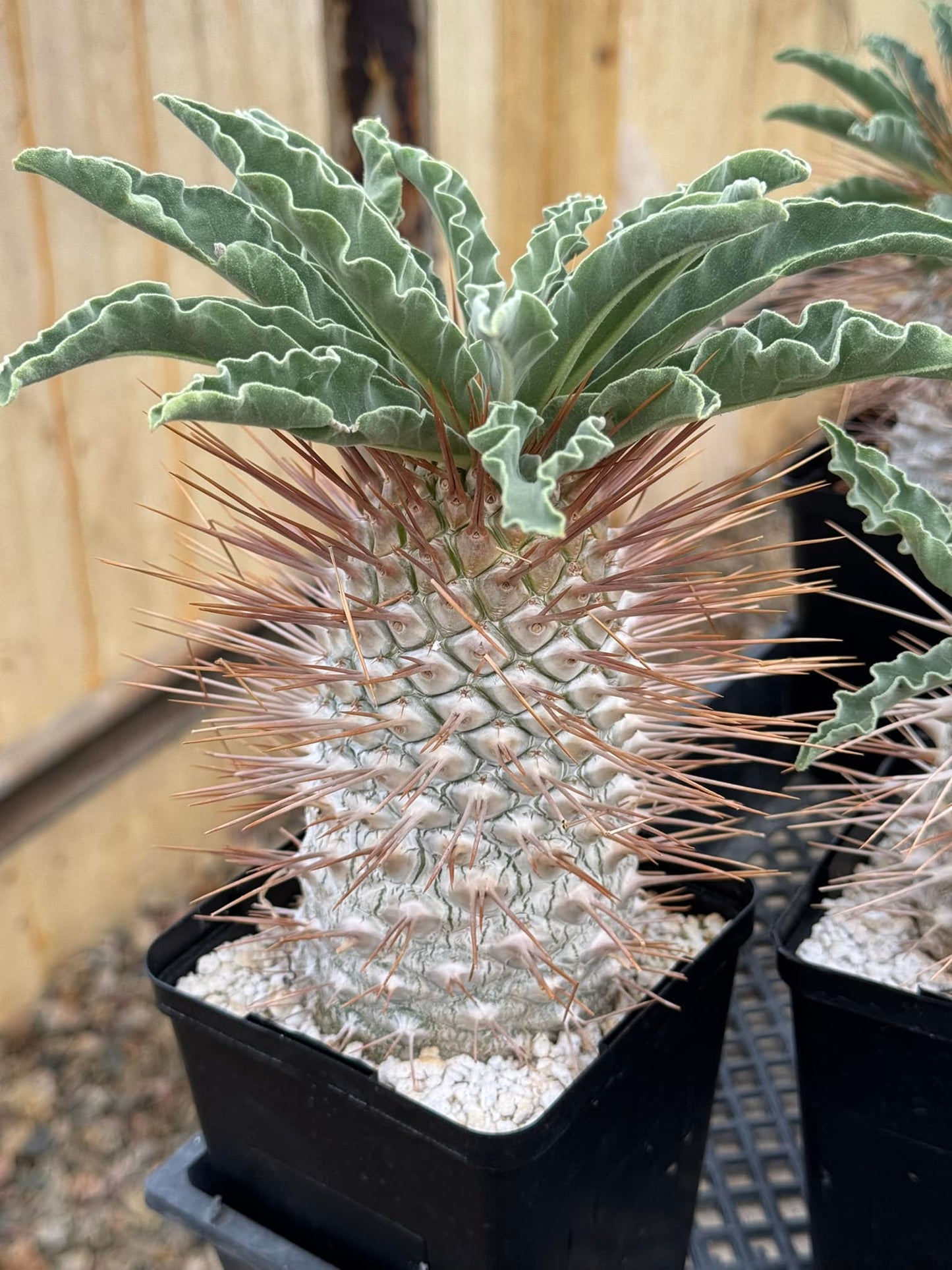 Pachypodium namaquanum