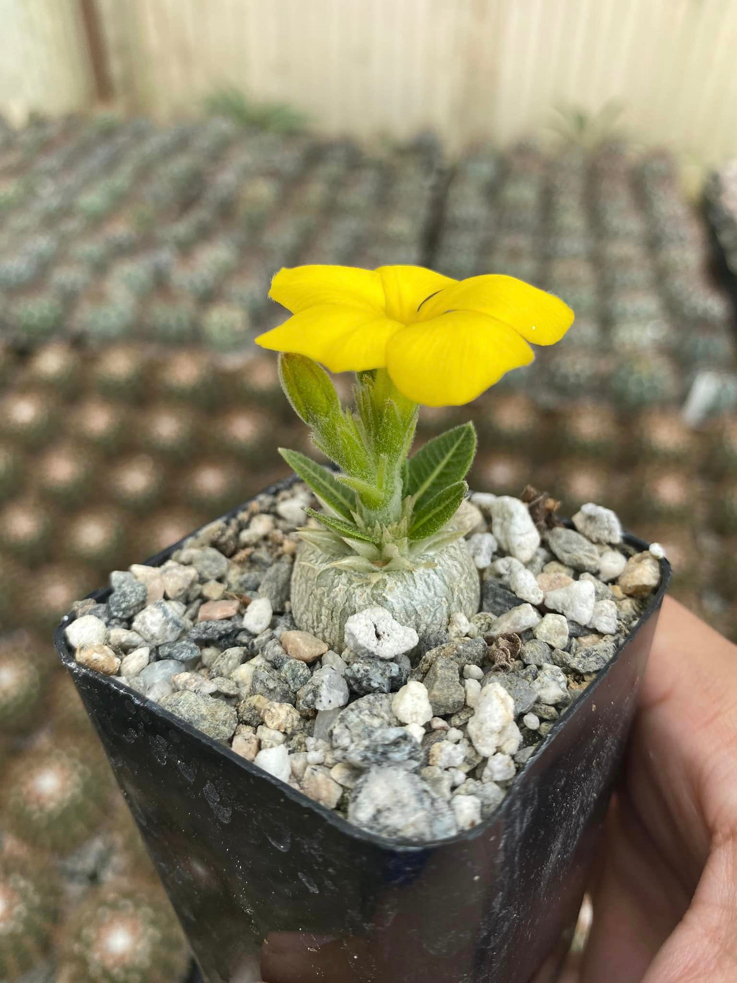 Pachypodium brevicale