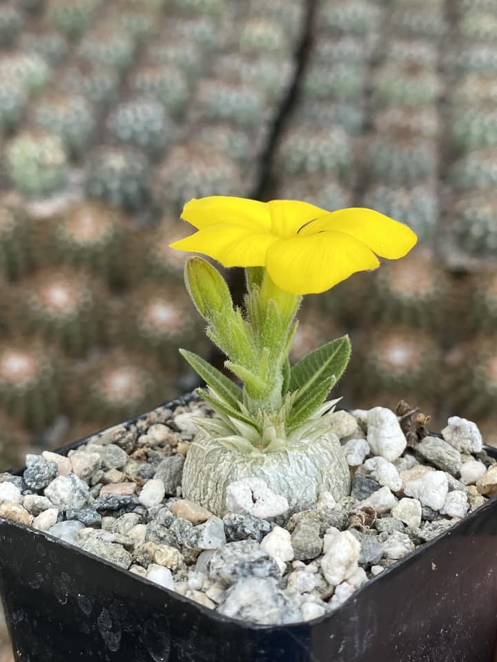 Pachypodium brevicaule