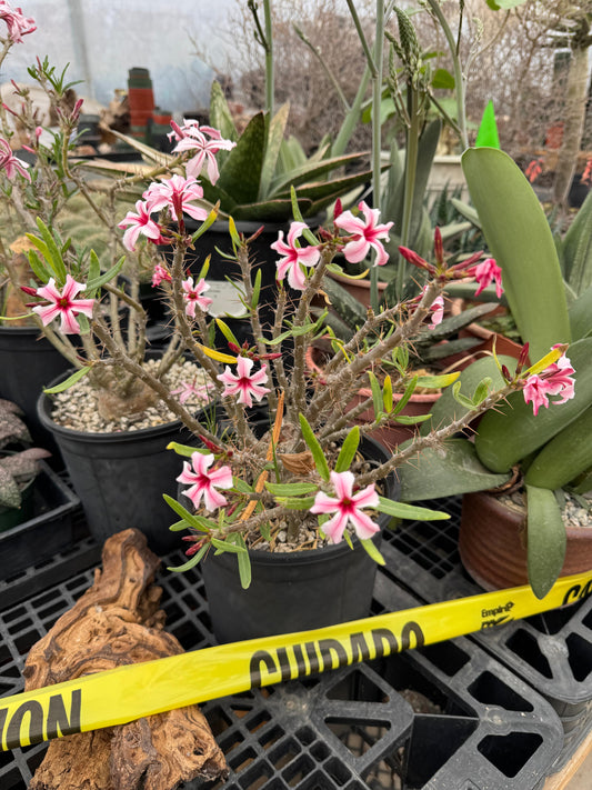 Pachypodium hibrido succulentum