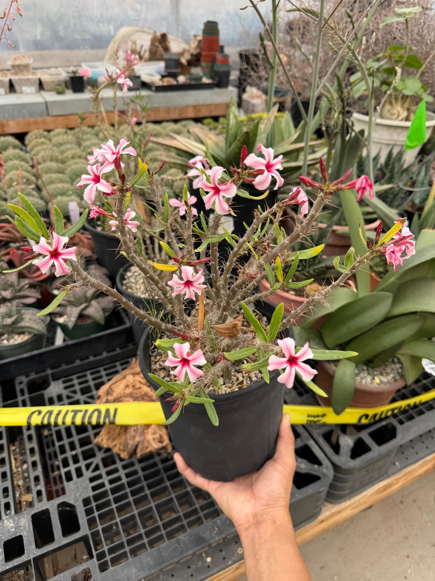 Pachypodium hibrido succulentum