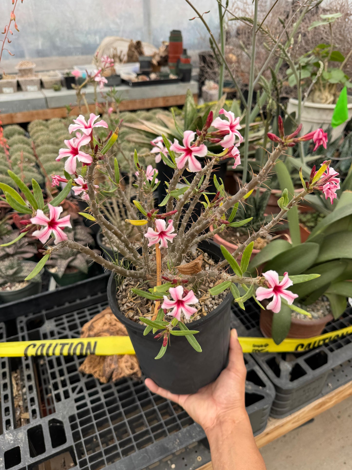 Pachypodium hibrido succulentum