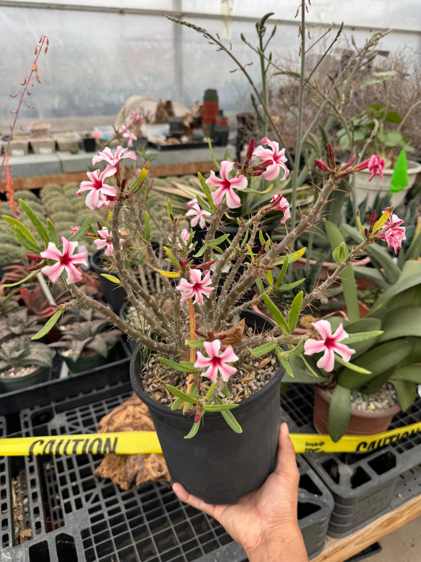 Pachypodium hibrido succulentum