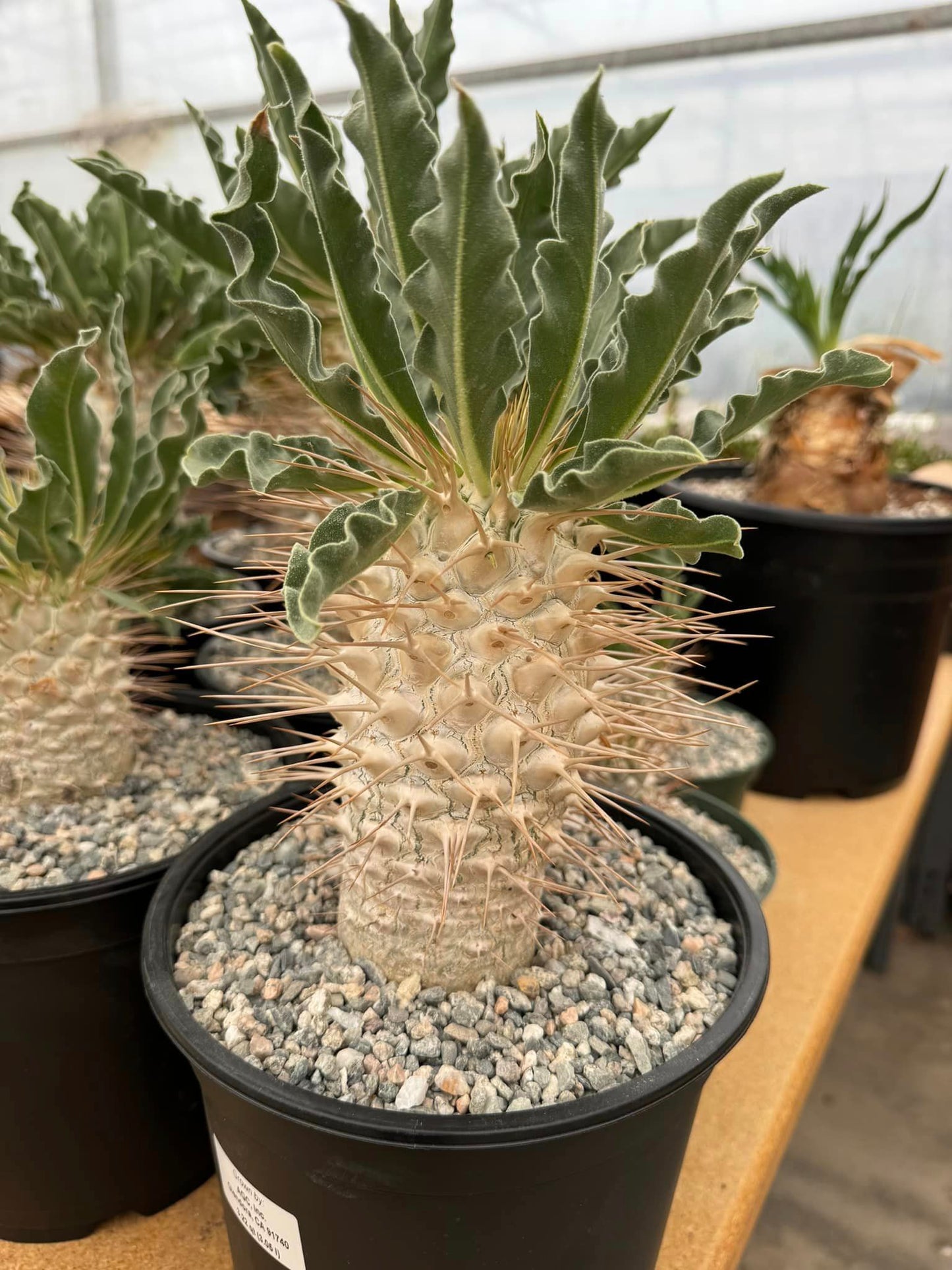 Pachypodium namaquanum