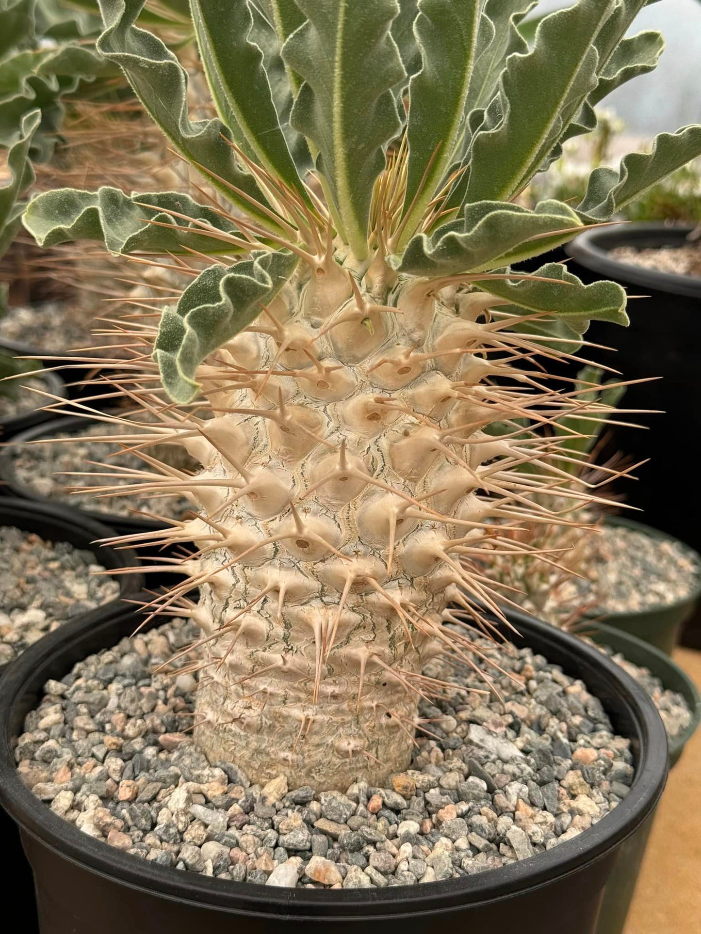 Pachypodium namaquanum