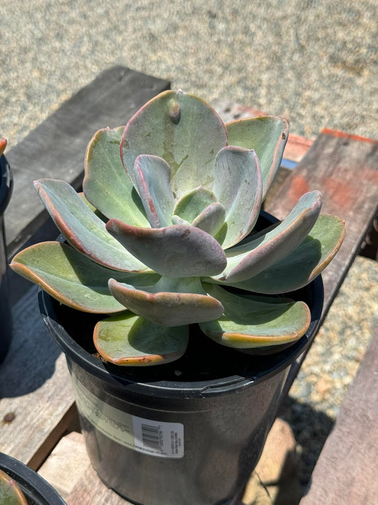 Pachyveria blue toad