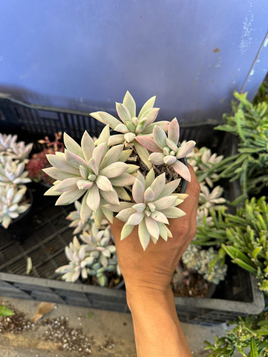 Pachyveria hookeri cluster variegado