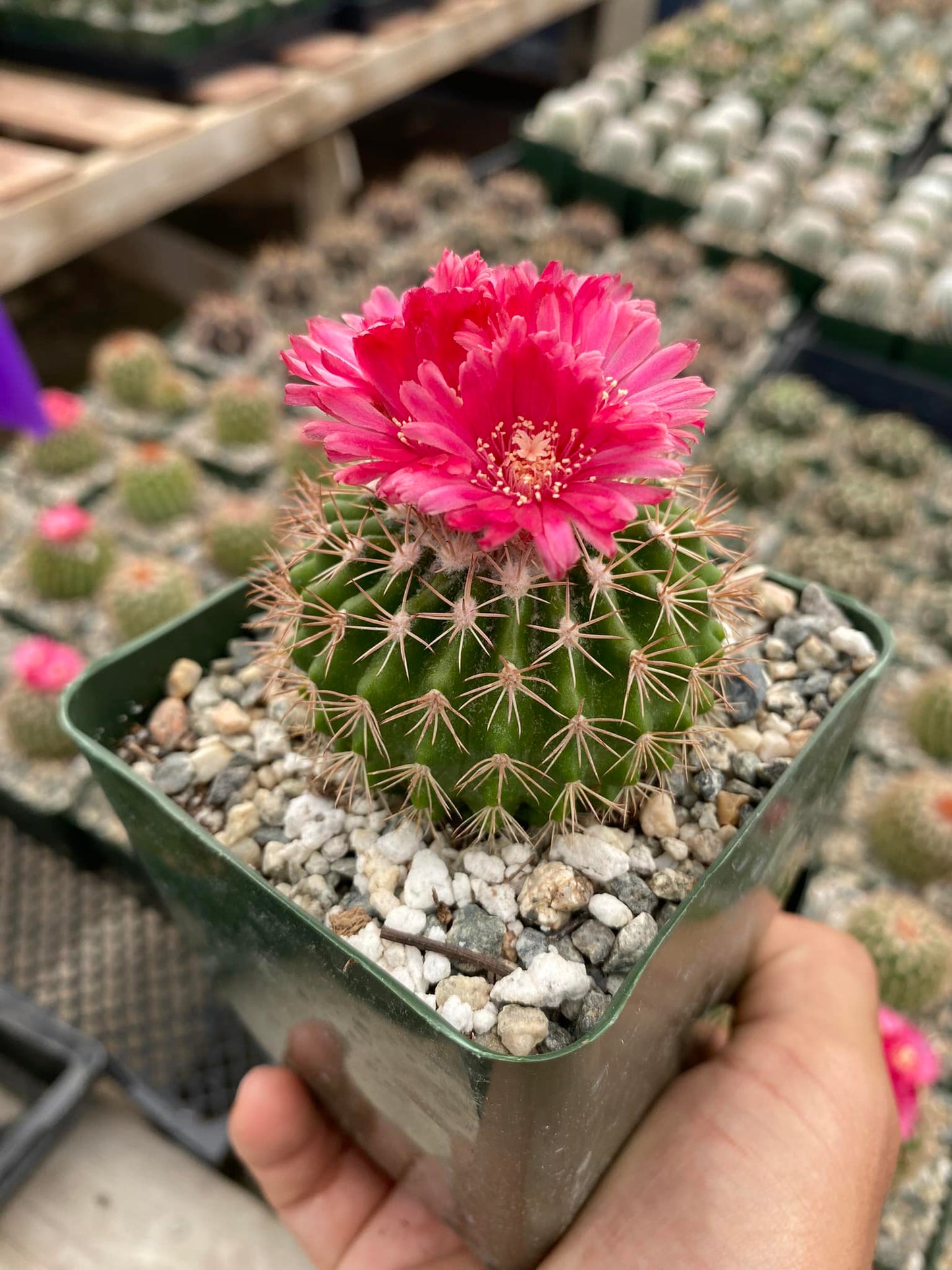 Parodia ocampoi