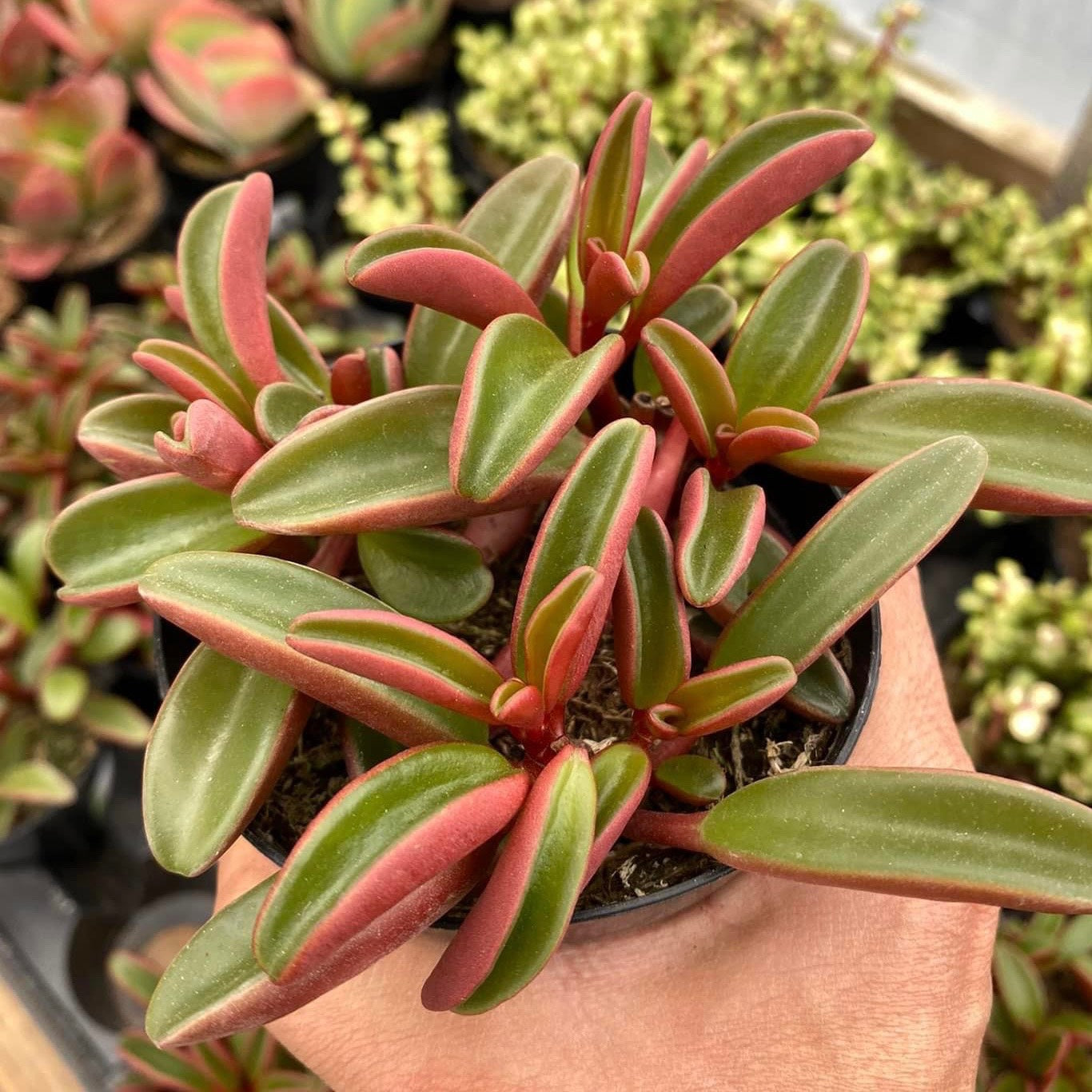 Peperomia Graveolens