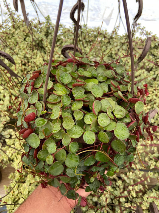 Peperomia Ruby Cascade 6”