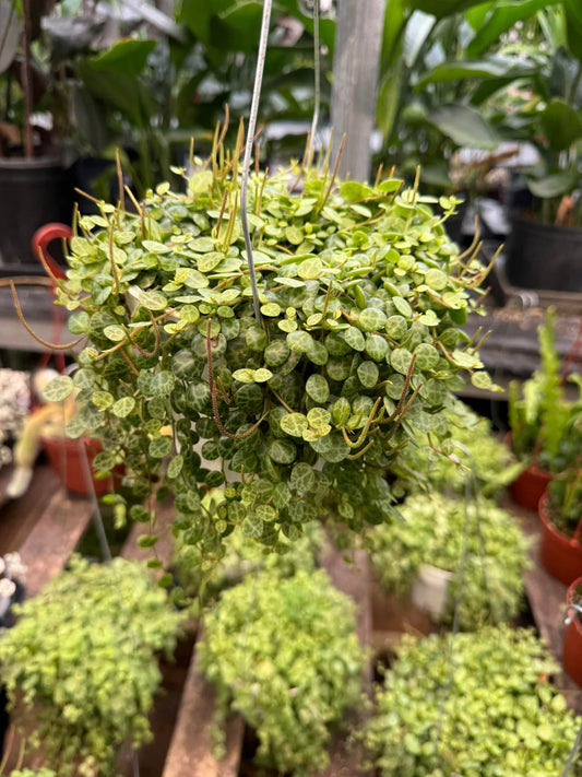 Peperomia prostrata 6”