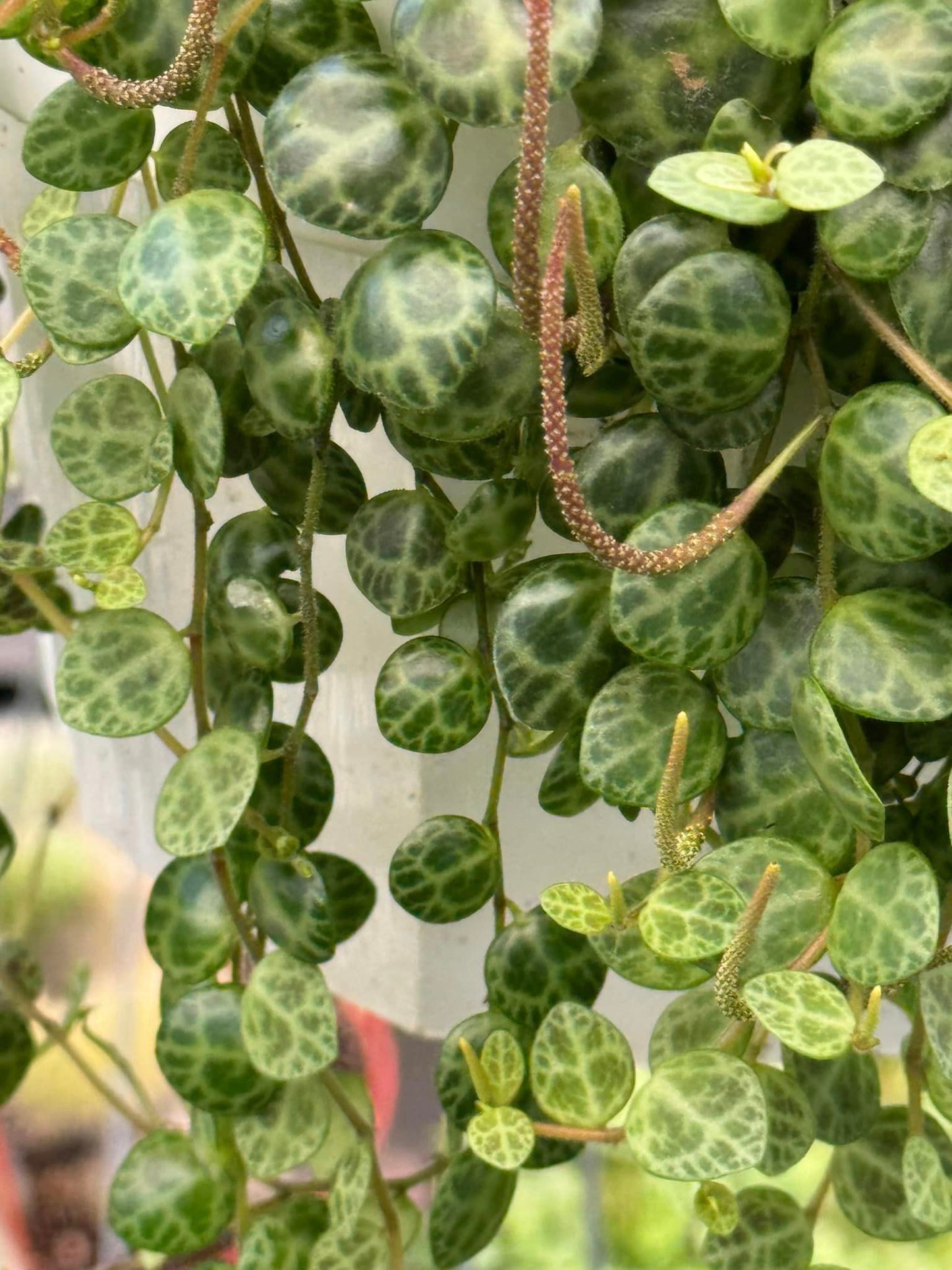 Peperomia prostrata 6”