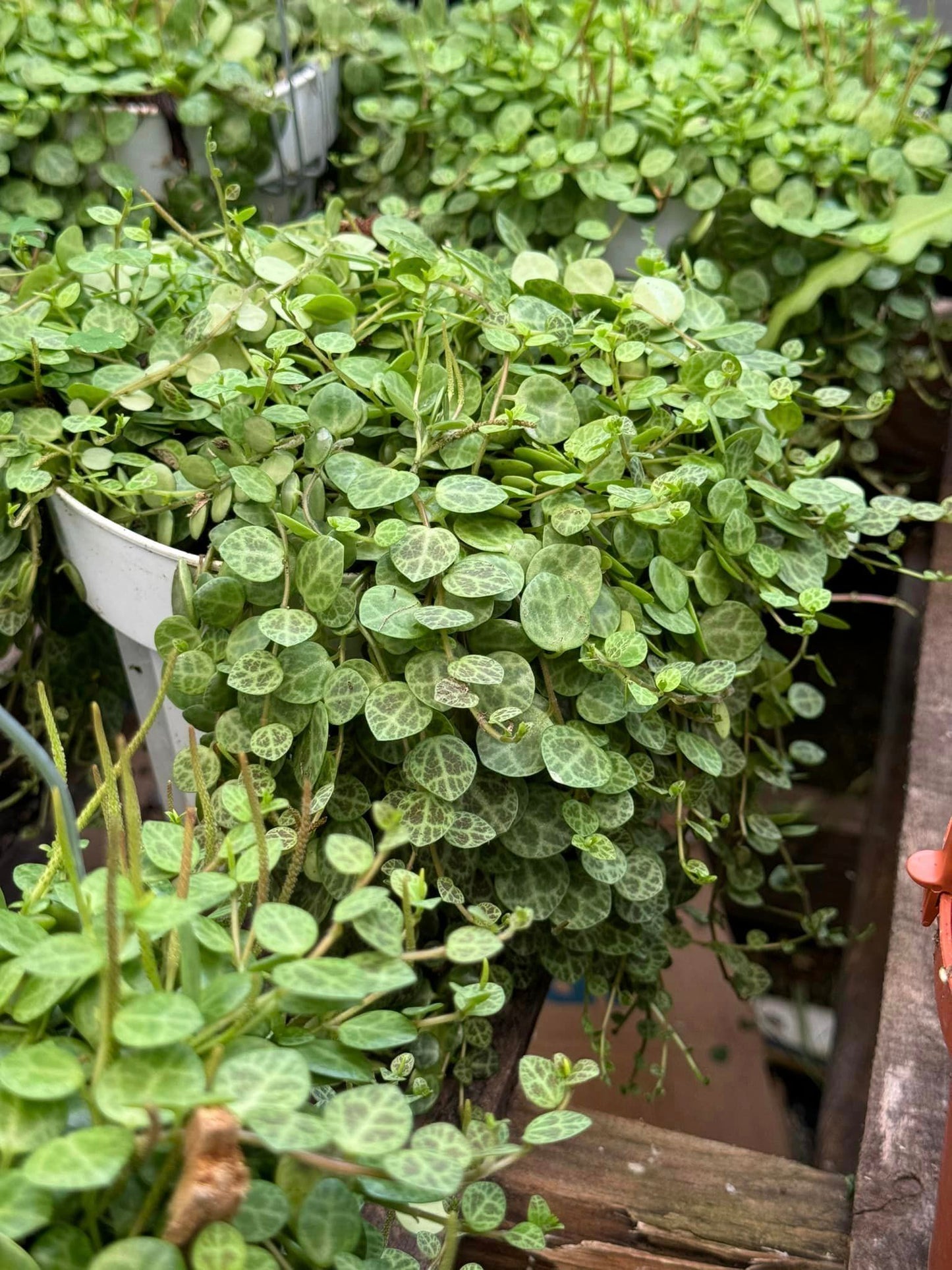 Peperomia prostrata 6”