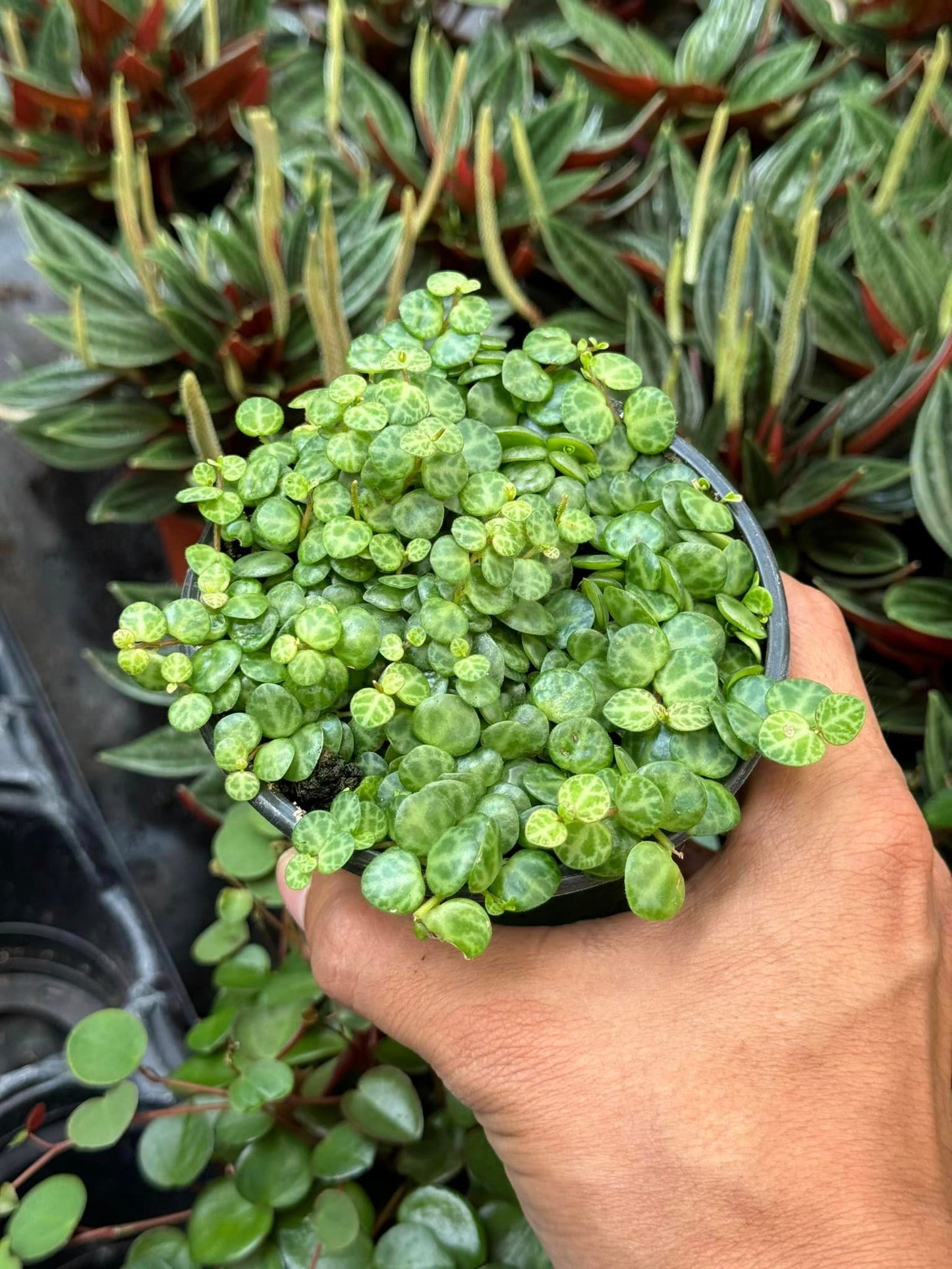 Peperomia prostrata (collar de tortugas) 4"