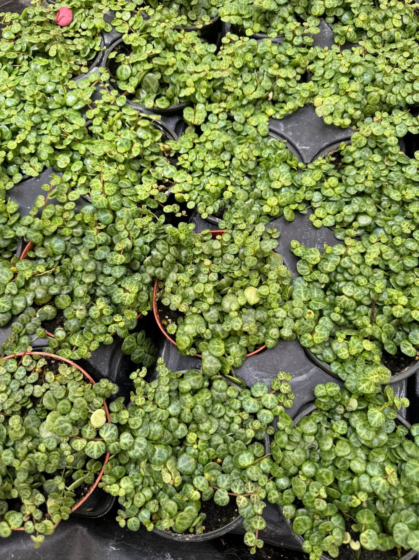 Peperomia prostrata (collar de tortugas) 4"