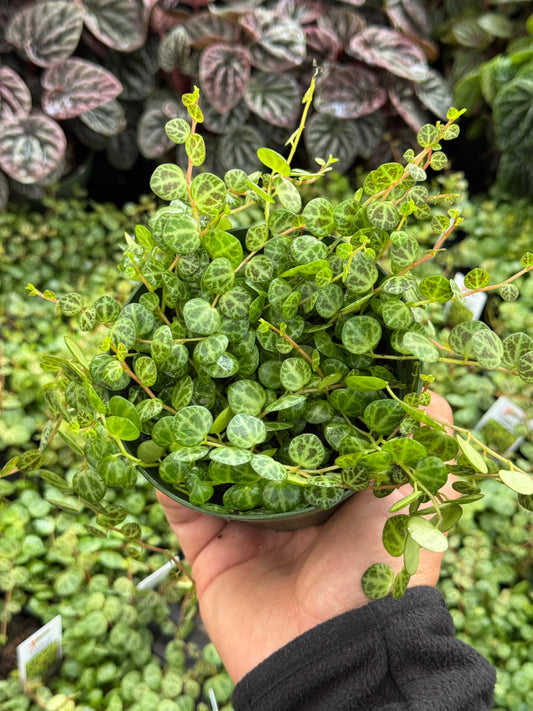 Peperomia prostrata (collar de tortugas) 4"