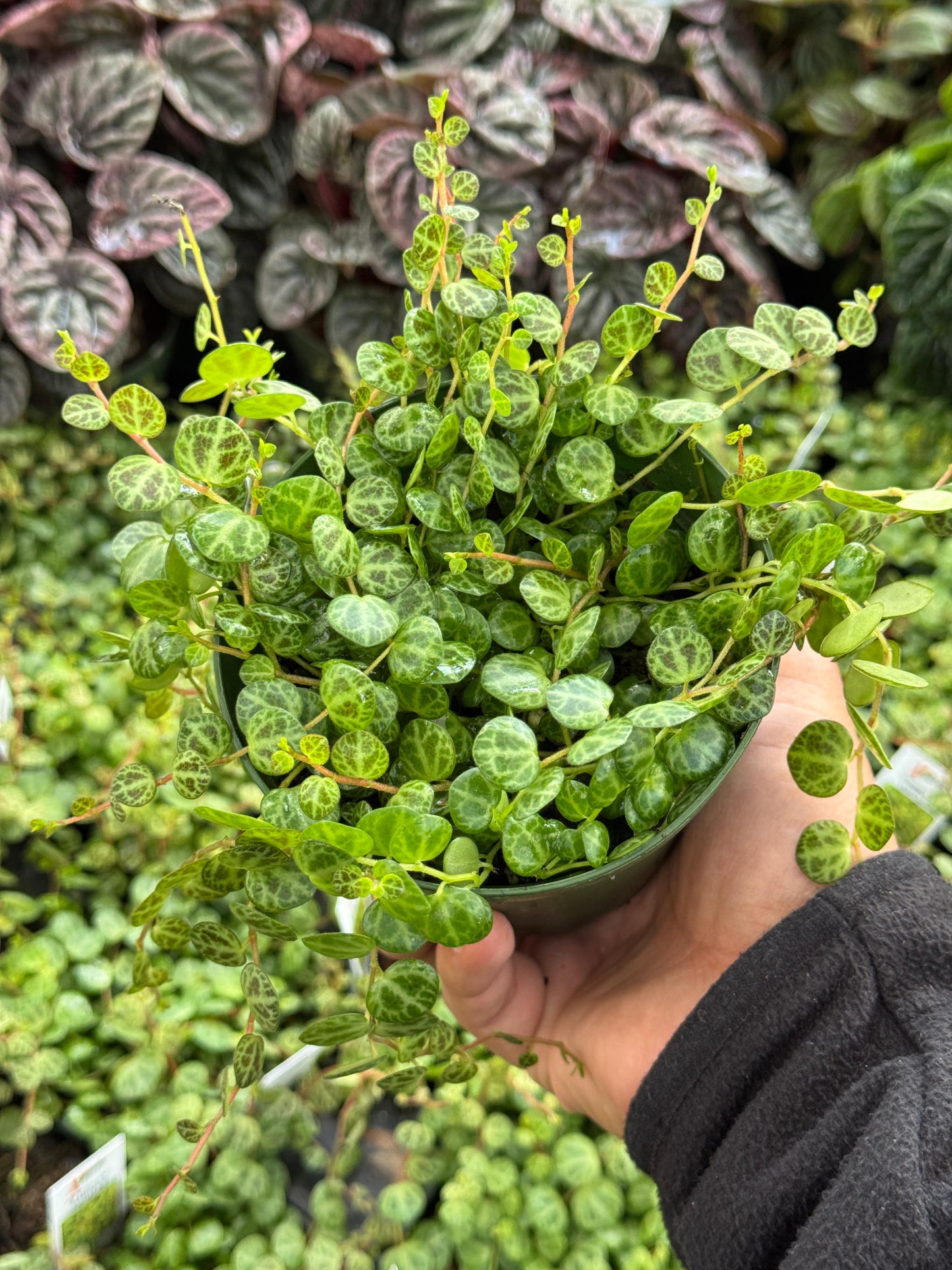 Peperomia prostrata (collar de tortugas) 4"