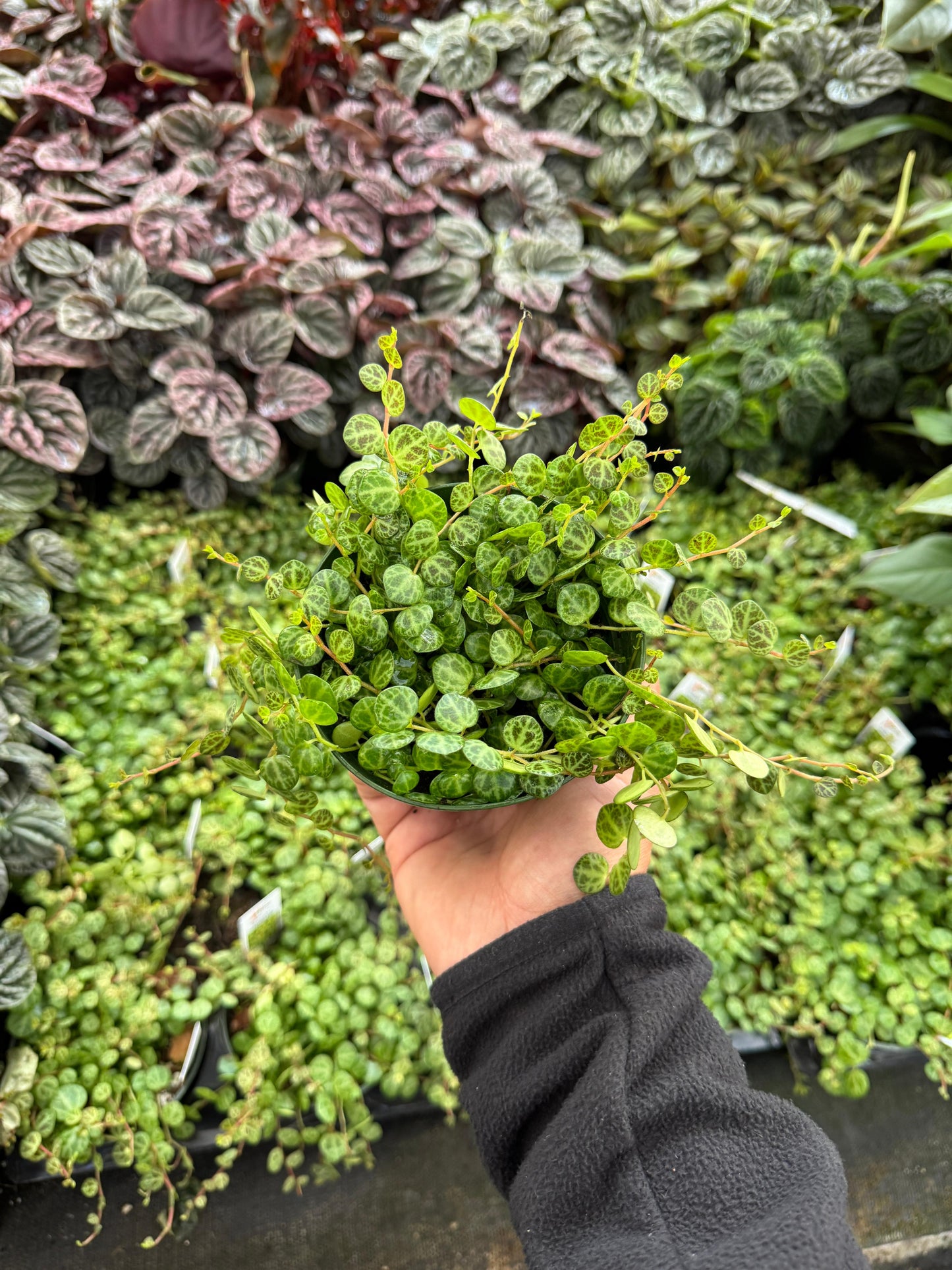 Peperomia prostrata (collar de tortugas) 4"