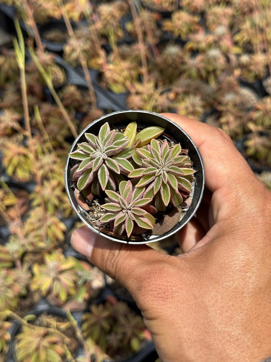 Peperomia asperula