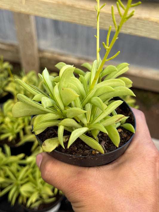 Peperomia dolabriformis