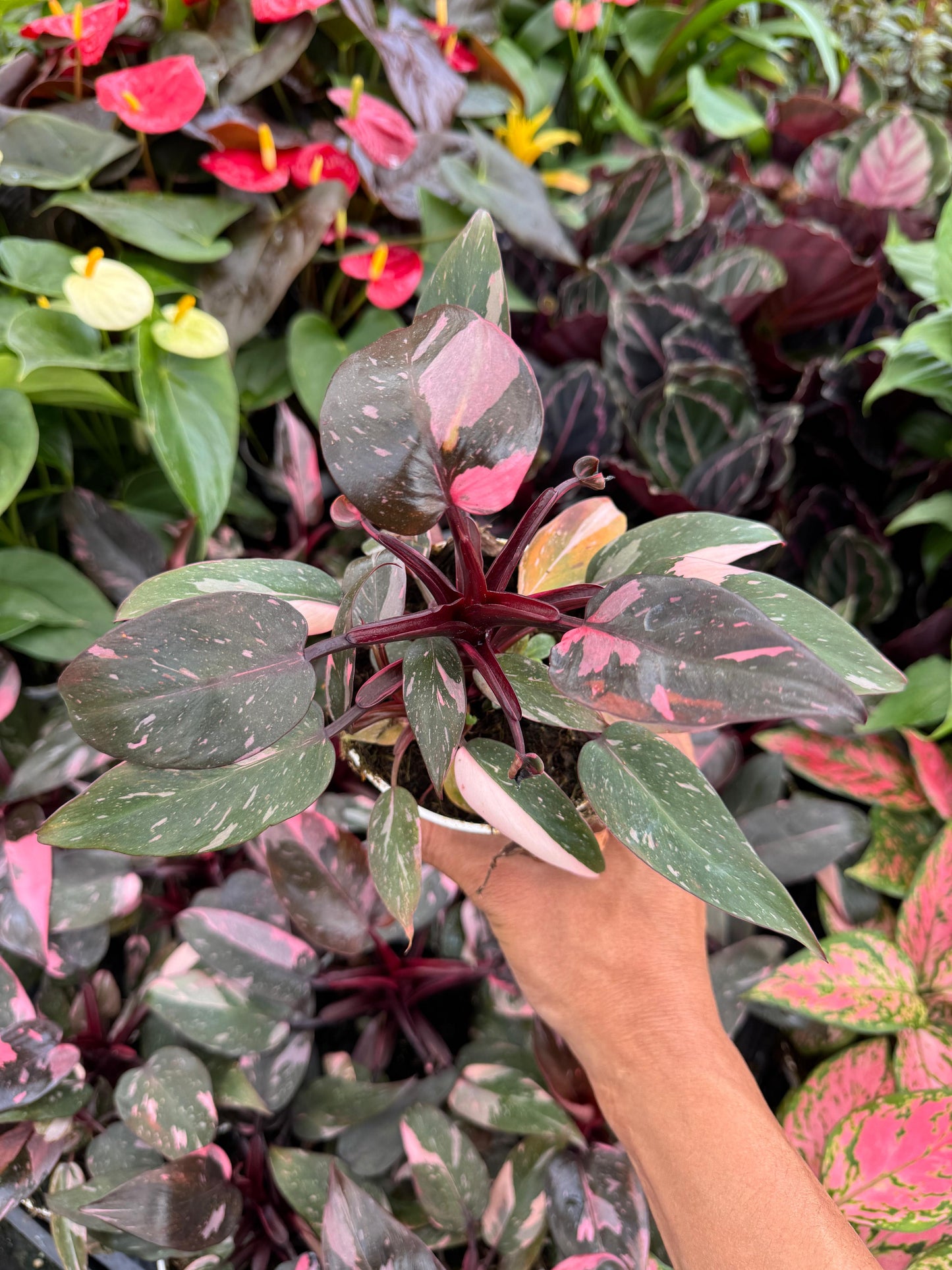 Philodendron pink princess 4”