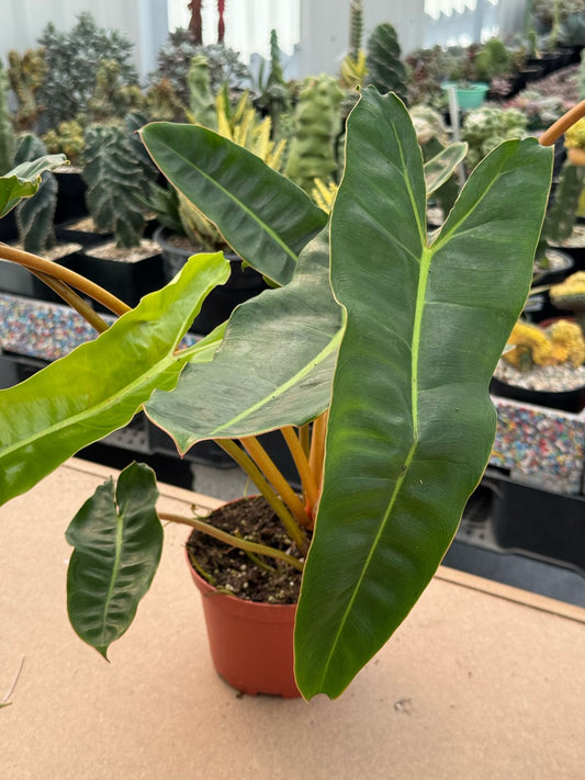 Philodendron billietiae