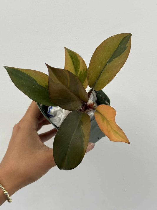 Philodendron black cardinal