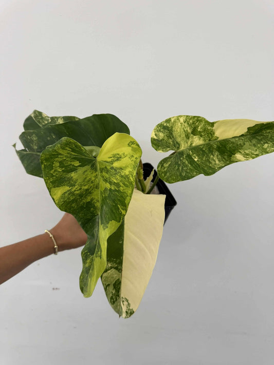 Philodendron domesticum variegado