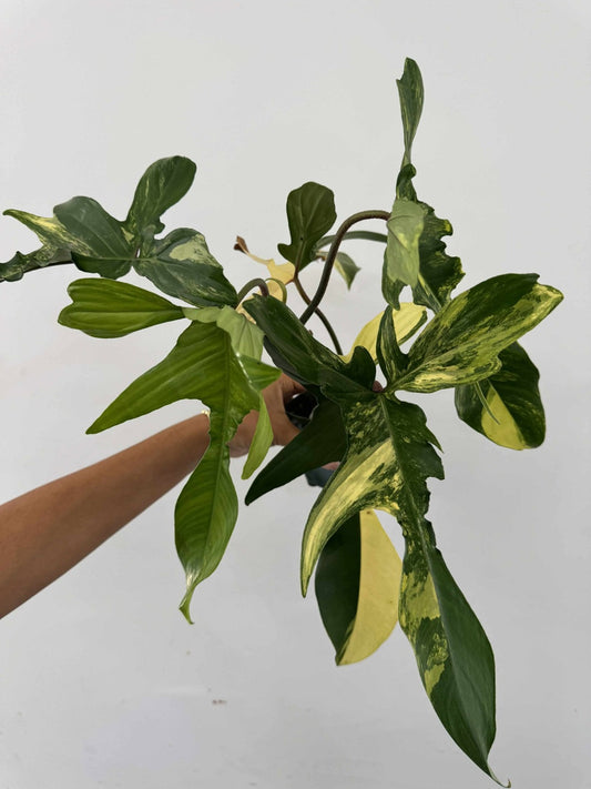 Philodendron florida beauty variegado