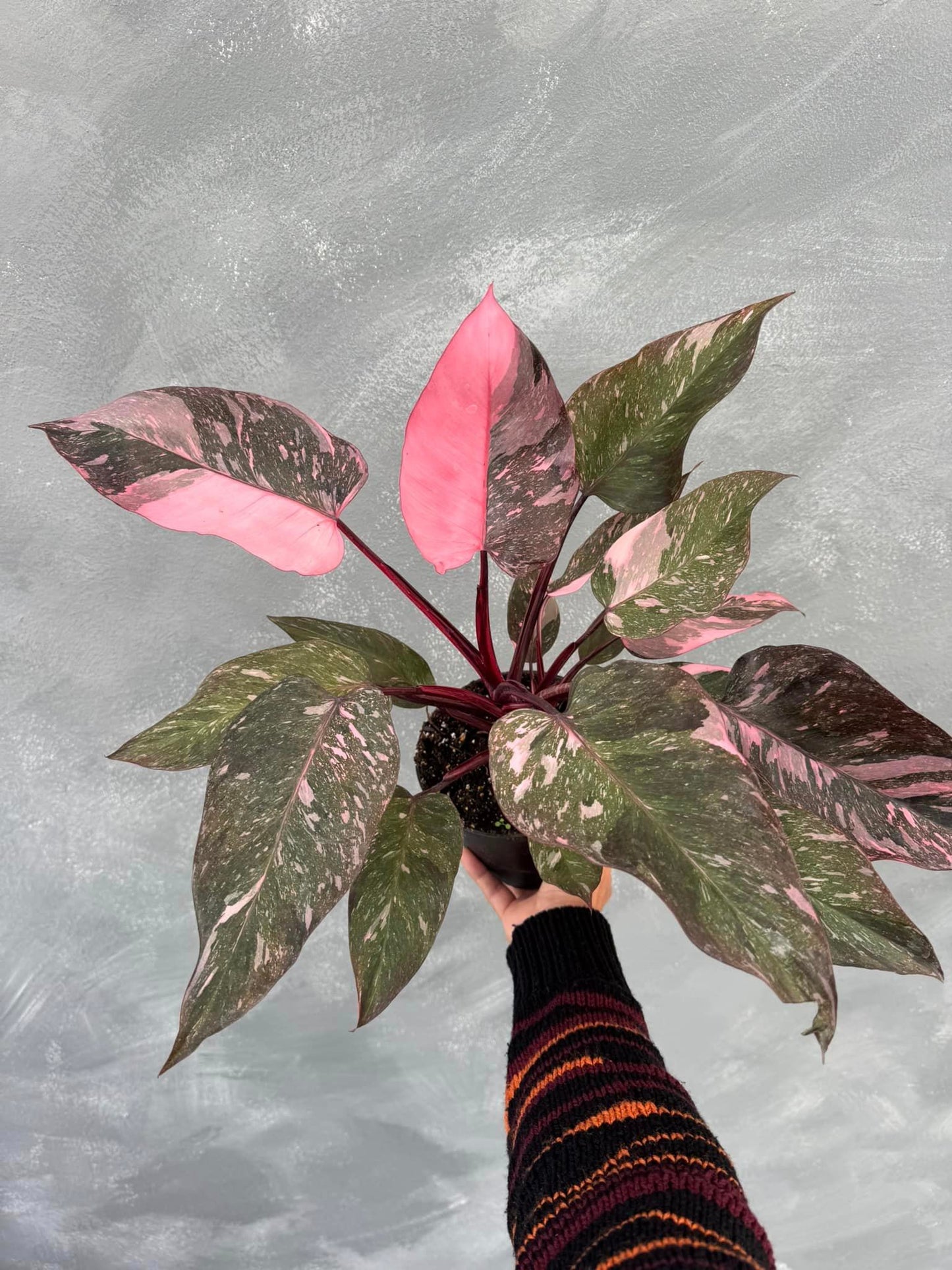 Philodendron marble galaxy pink princess