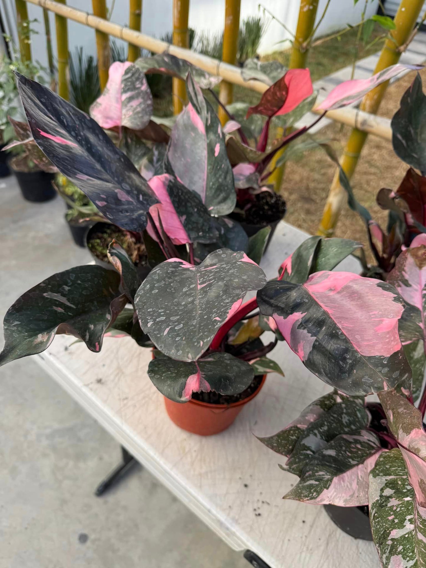 Philodendron marble galaxy pink princess