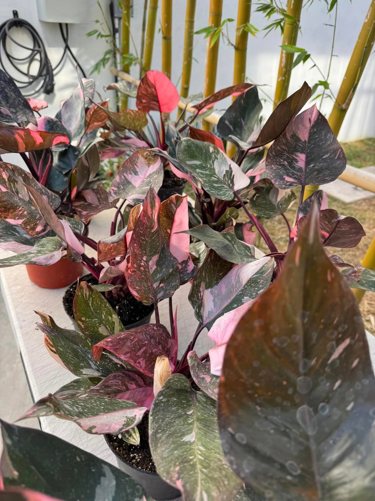 Philodendron marble galaxy pink princess