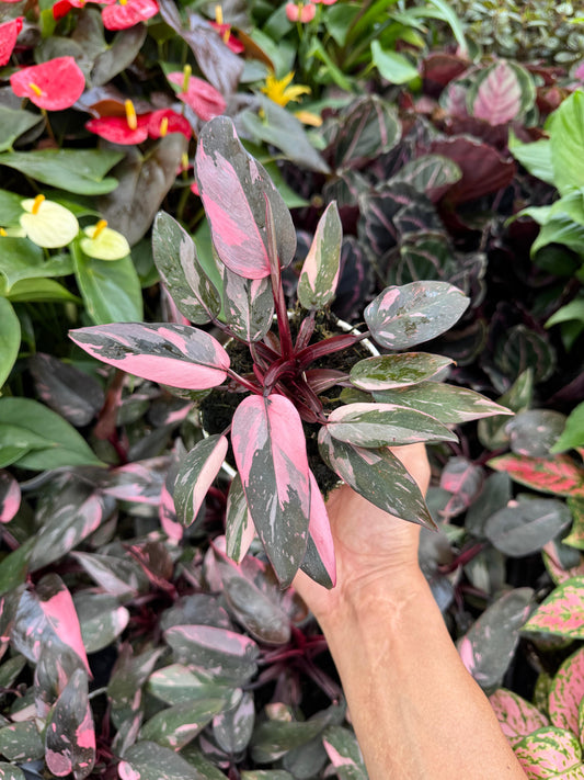 Philodendron pink princess 4”