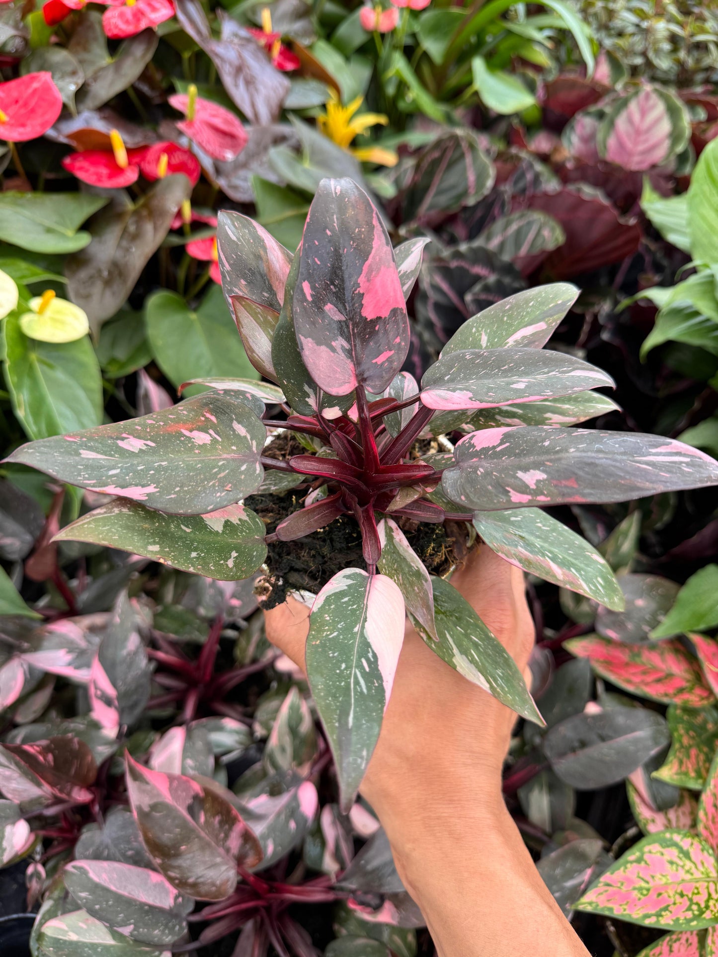 Philodendron pink princess 4”