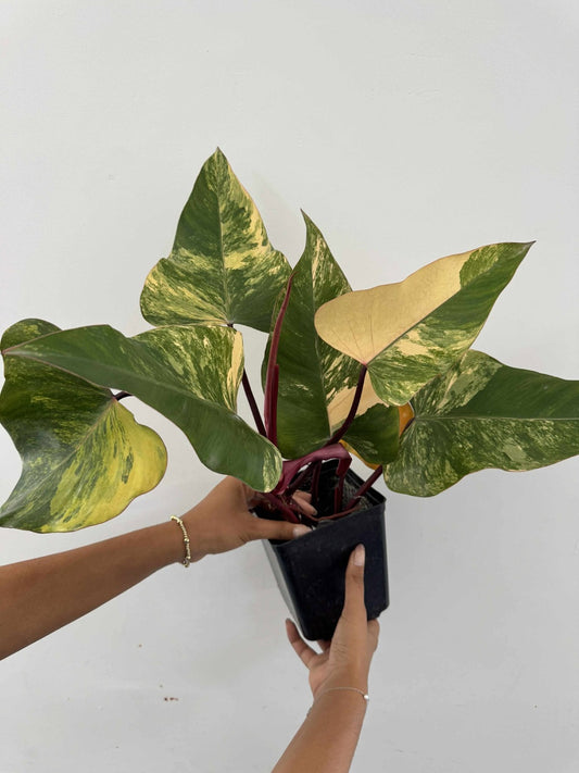 Philodendron strawberry shake variegado