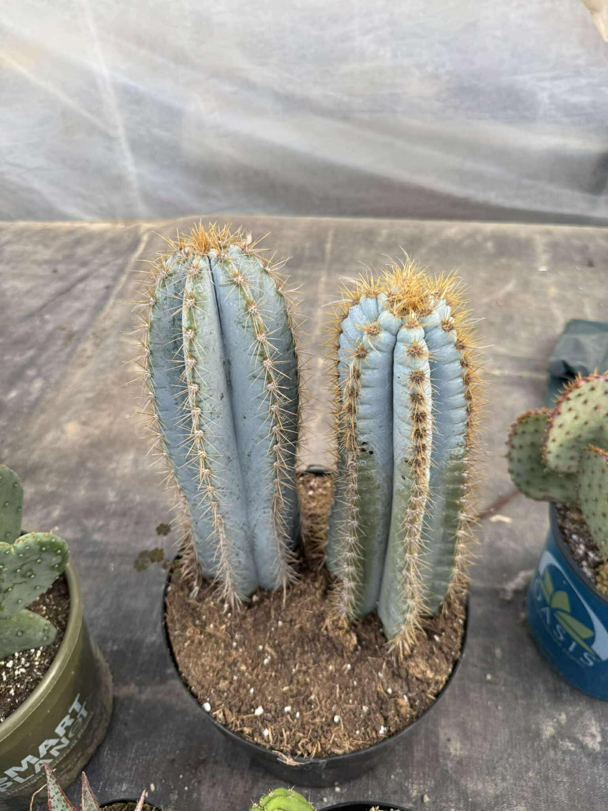 Pilosocereus pachyclouds
