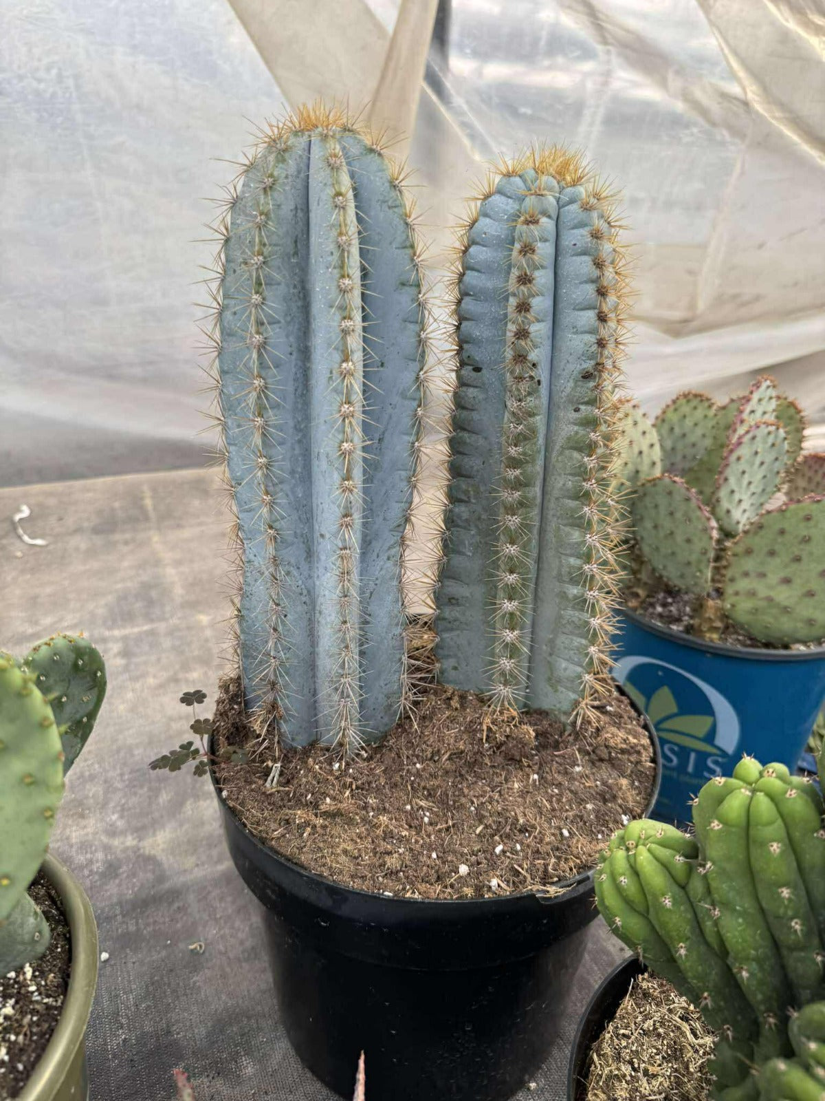 Pilosocereus pachyclouds