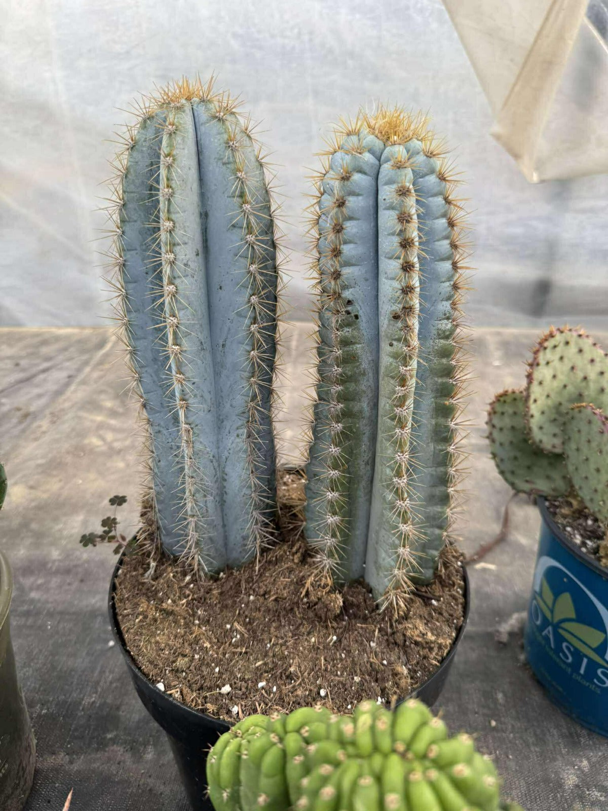 Pilosocereus pachyclouds