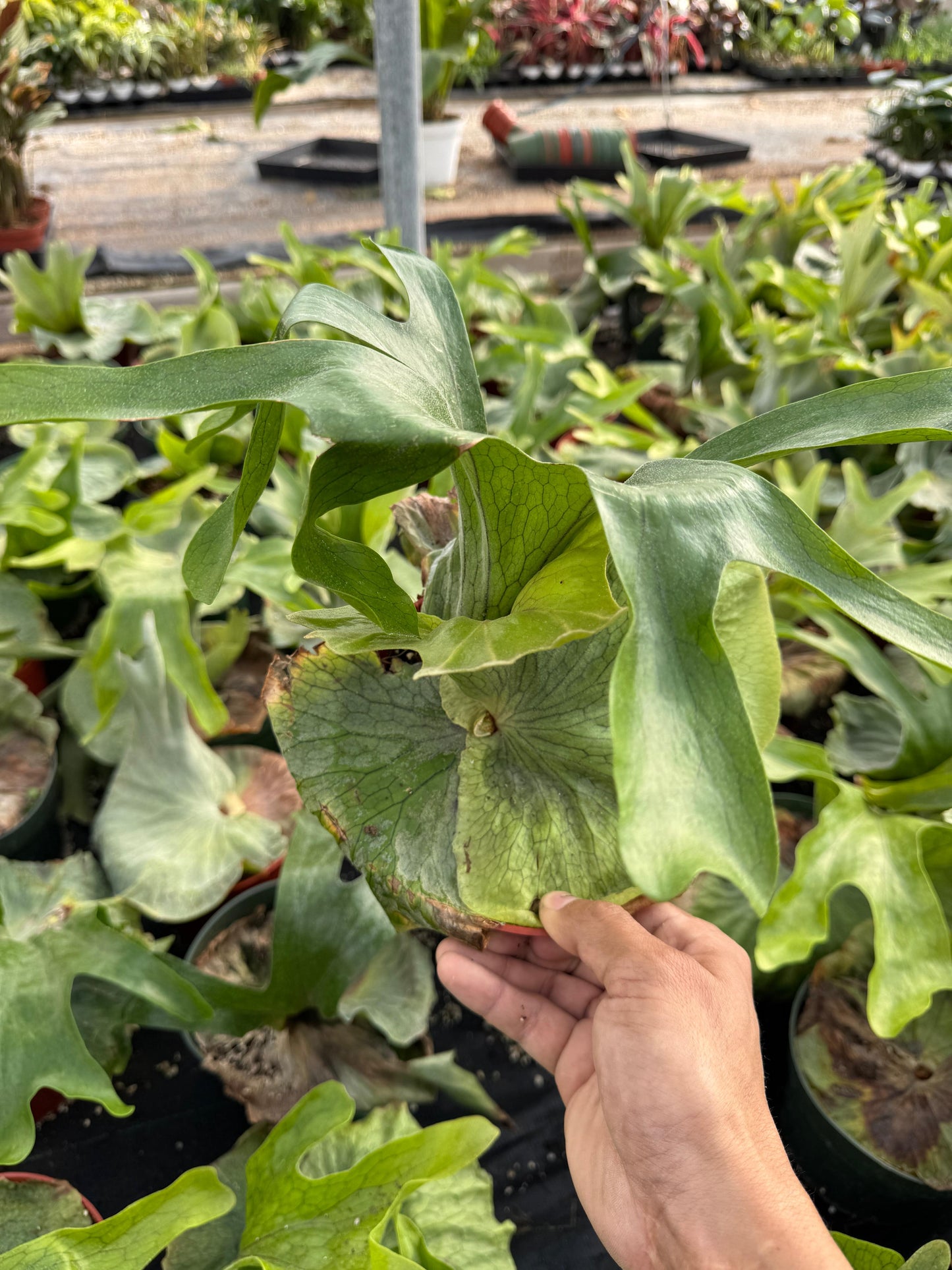 Platycerium superbum 6”