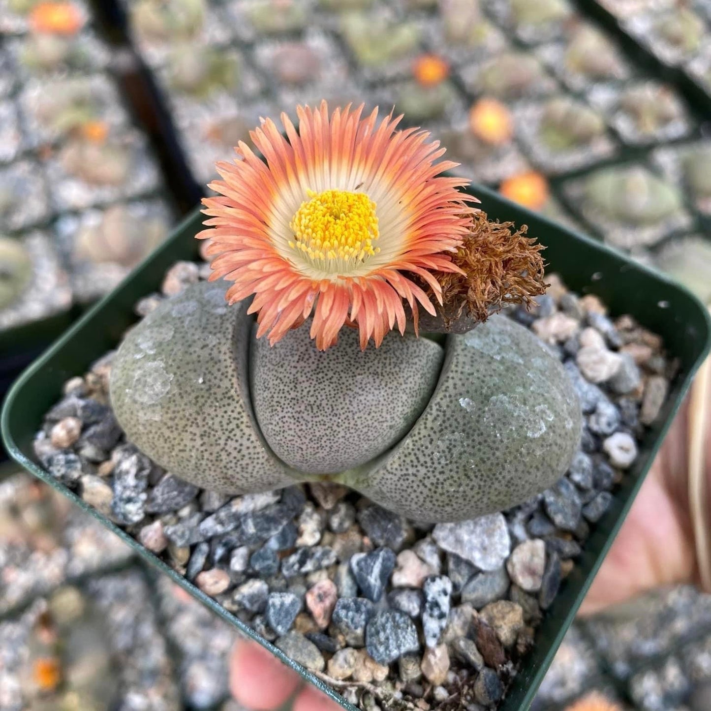 Pleiospilos Nelli