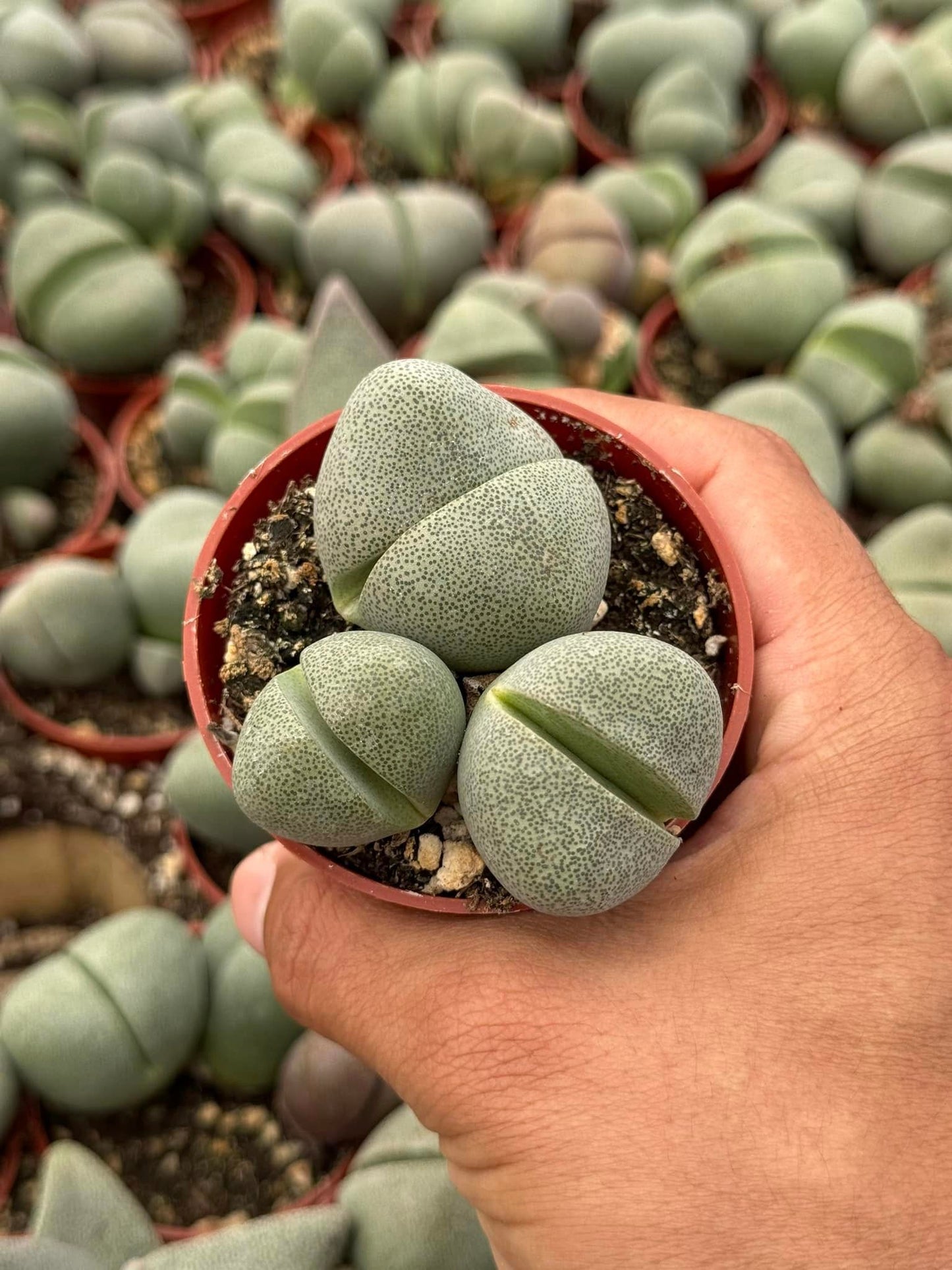 Pleiospilos Nelly cluster