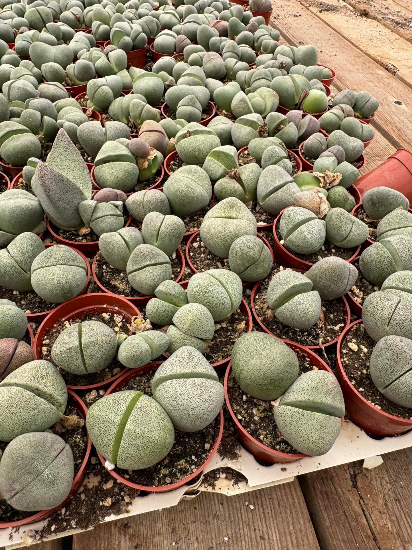 Pleiospilos Nelly cluster