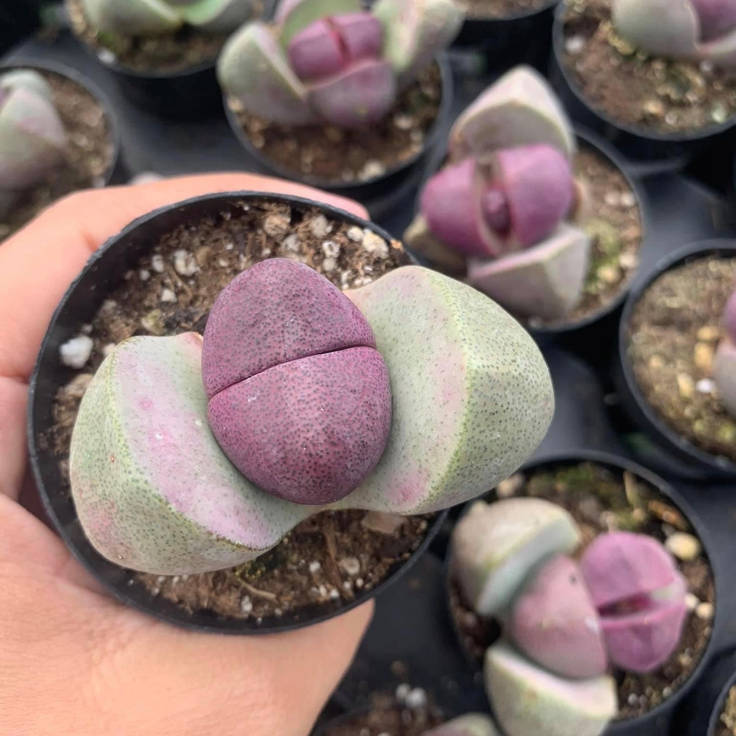 Pleiospilos Royal Flush