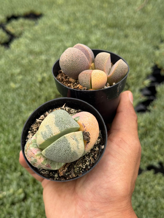 Pleiospilos nelii variegado