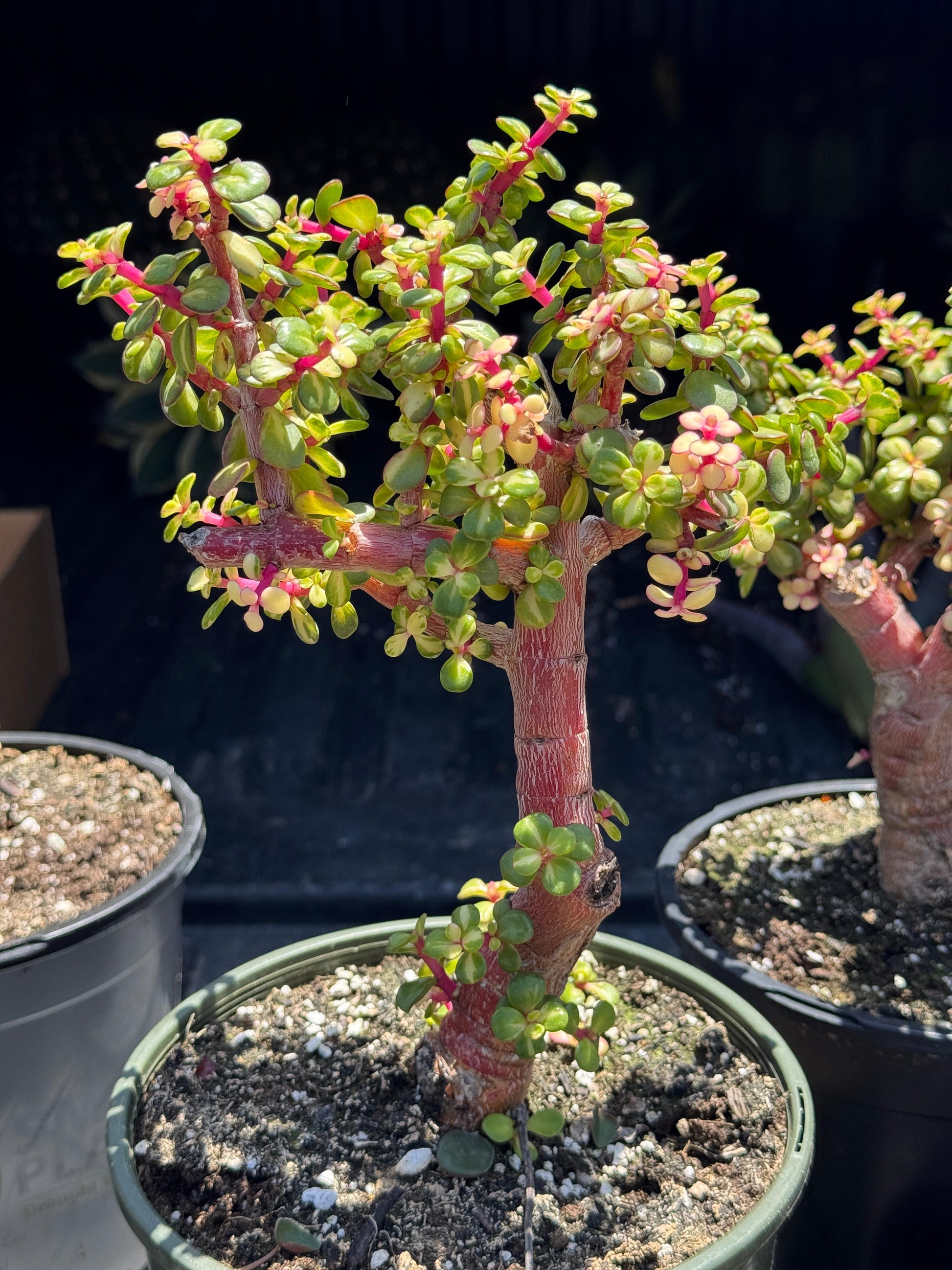 portulacaria afra comprar Portulacaria afra Variegada – TiaJuanas Plants México