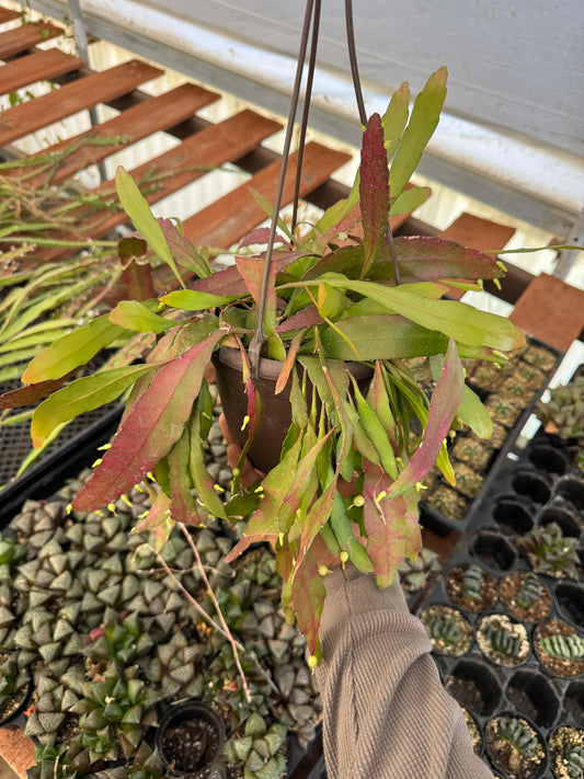 Pseudorhipsalis ramulosa