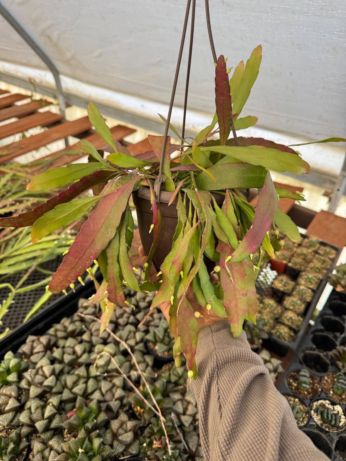 Pseudorhipsalis ramulosa
