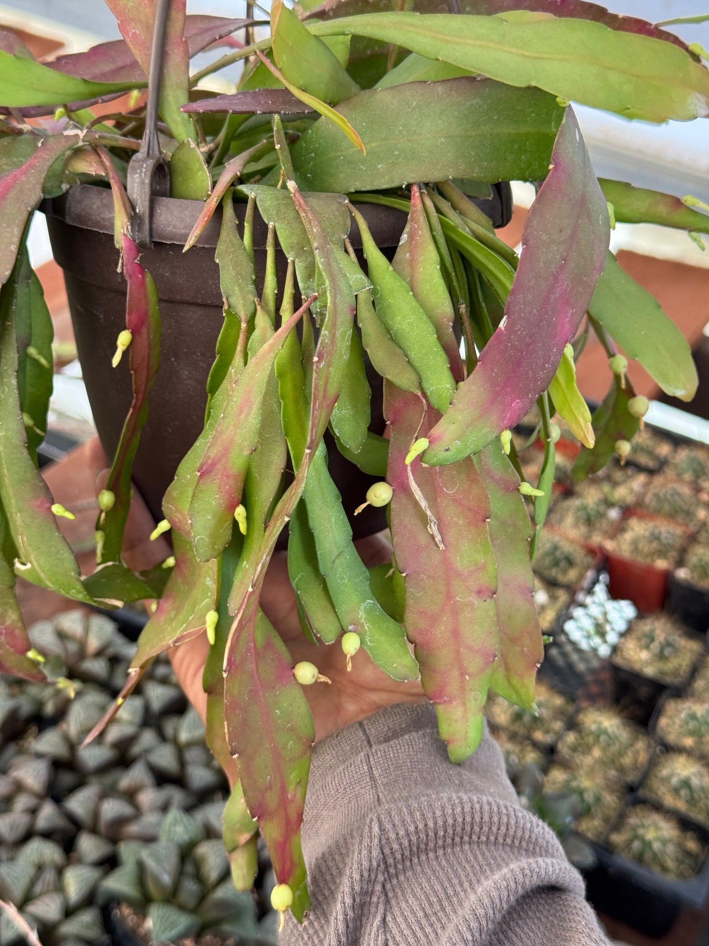 Pseudorhipsalis ramulosa